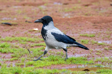 crow on the grass