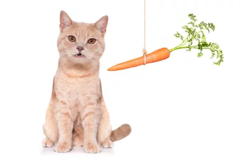Crédence de cuisine en verre imprimé Chien fou healthy cat kitten with a carrot