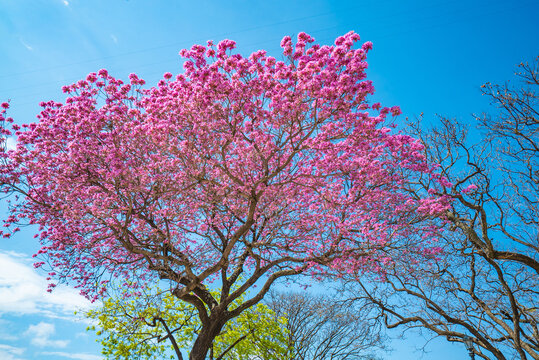 lapacho rosado tree blooming with pink flowers in Buenos Aires