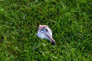 A sea gull head in the grass after being eaten