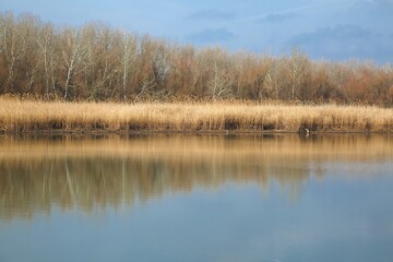Fototapeta na wymiar Calm lakeside autumn landscape with reed