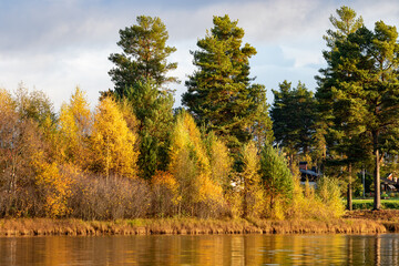 autumn landscape with trees