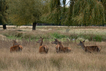 Obraz premium A group of female red deer staying alert