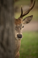 Young red deer stag emerging around a large tree truck
