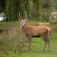 Young red deer stag staying alert