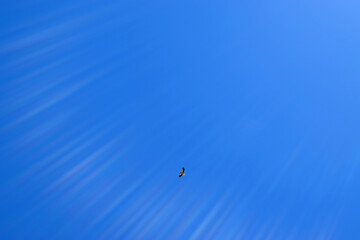 Fototapeta na wymiar Alimoche planeando en el cielo de Monfrague, Egyptian vulture soaring in the sky of Monfrague