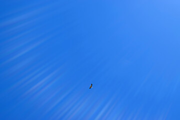 Fototapeta premium Alimoche planeando en el cielo de Monfrague, Egyptian vulture soaring in the sky of Monfrague