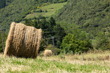 Heno cosechado en el campo.