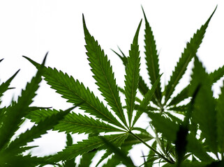 The cannabis plants are isolated on a white background. Selective focus.