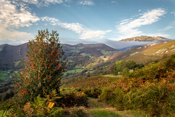 In autumn, the red berries of the holly stand out against the orange and brown tones of the...