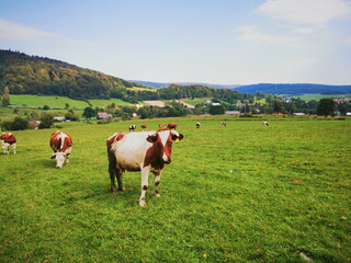 Fototapeta na wymiar Hereford cows graze on a green meadow. Cattle grazing in the Beskid Mountains.