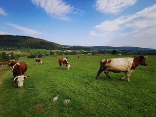 Naklejka na ściany i meble Hereford cows graze on a green meadow. Cattle grazing in the Beskid Mountains.