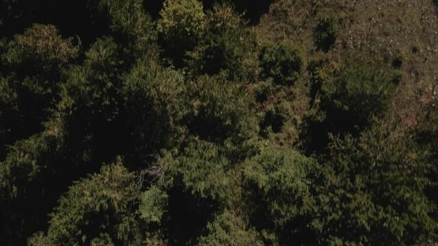 Top down view mixed forest, woodland aerial.