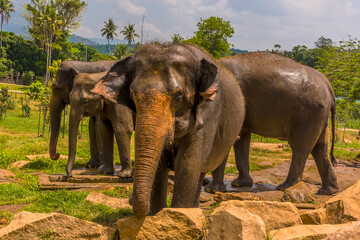 An elephant comes to investigate onlookers at Pinnawala, Sri Lanka, Asia