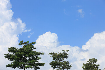 樹木と入道雲
