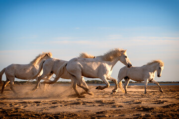 Herd of white horses are taking time on the beach. Image taken in Camargue, France.