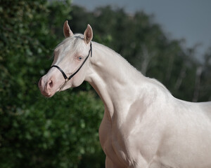 Portrait of a beautiful cremello horse on a dark background