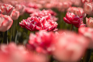 pink and white tulips