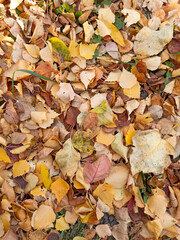 fallen autumn leaves on the ground