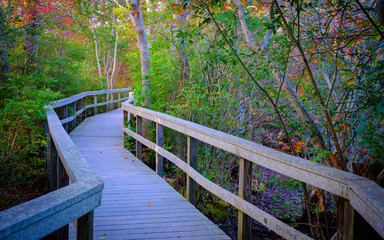 Curving Footpath through the Wet Forest in Provincetown in Massachusetts