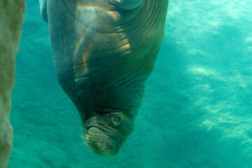 Naklejka premium Huge walrus swimming n the water