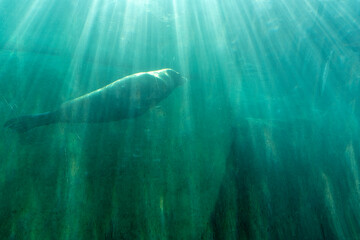 Fototapeta premium Huge walrus swimming n the water