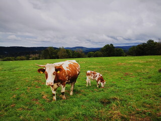Krowa i cielątko  rasy Hareford pasąca się na pastwisku na tle pochmurnego nieba.