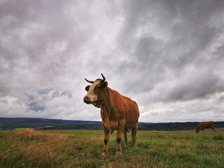 A Hareford cow grazing in a pasture against a cloudy sky.