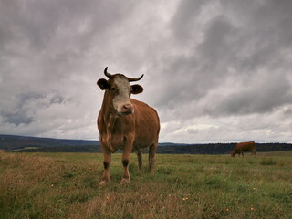 A Hareford cow grazing in a pasture against a cloudy sky.