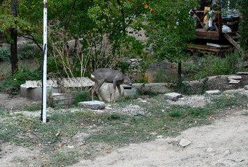 Fototapeta premium black dog mom protects and looks after her son little gray fawn