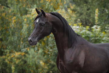Fototapeta na wymiar Portrait of a beautiful black arabian horse on natural green summer background, head closeup