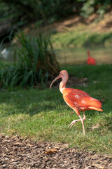 Scarlet Ibis walking around and enjoying sun