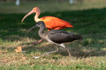 Scarlet Ibis walking around and enjoying sun