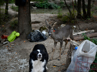 black dog mom protects and looks after her son little gray fawn