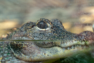 Aligator chilling in the water