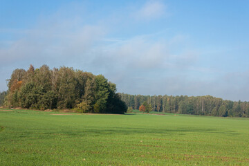 Fototapeta na wymiar Autumn landscape. A field with bright green shoots, a small group of trees, a strip of forest in the distance and a blue sky in a light haze.