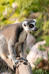 Portrait of a beautiful ring-tailed lemur