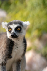 Naklejka na ściany i meble Portrait of a beautiful ring-tailed lemur