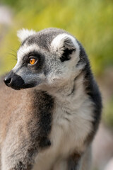 Naklejka na ściany i meble Portrait of a beautiful ring-tailed lemur