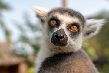Portrait of a beautiful ring-tailed lemur
