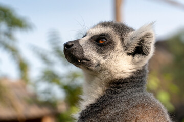 Portrait of a beautiful ring-tailed lemur