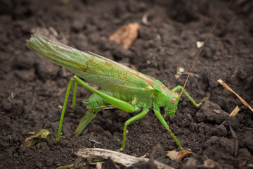 Green bush-cricket (female) laying eggs (lat. Tettigonia viridissima)