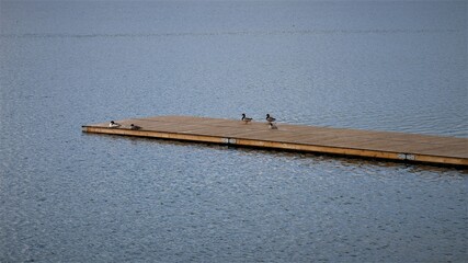 Birds on a pier