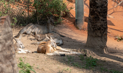 Kangaroes taking a nap on a sunny day