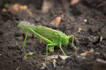 Green bush-cricket (female) laying eggs (lat. Tettigonia viridissima)
