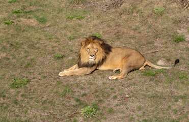 Fototapeta na wymiar Lion resting lying on the grass