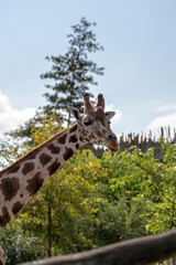 Portrait of a beautiful giraffe on sunny day