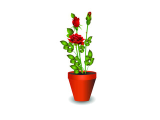 Bush of lovely red rose flowers in the pot Isolated on white background.
