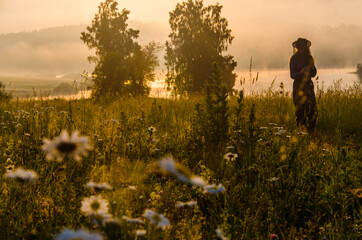 chamomile field in the morning fog