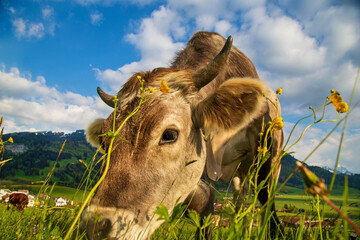 Kuh - Allgäu - Grünten - Braunvieh - Hörner - malerisch